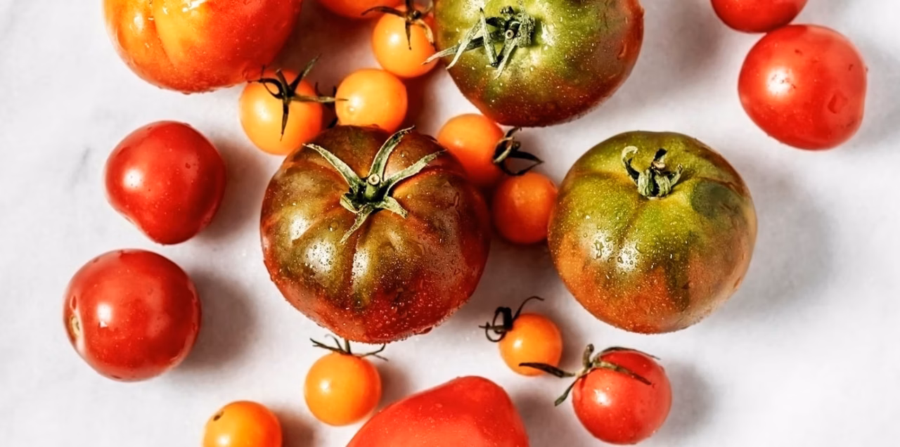 Quel engrais naturel choisir pour des tomates saines ?