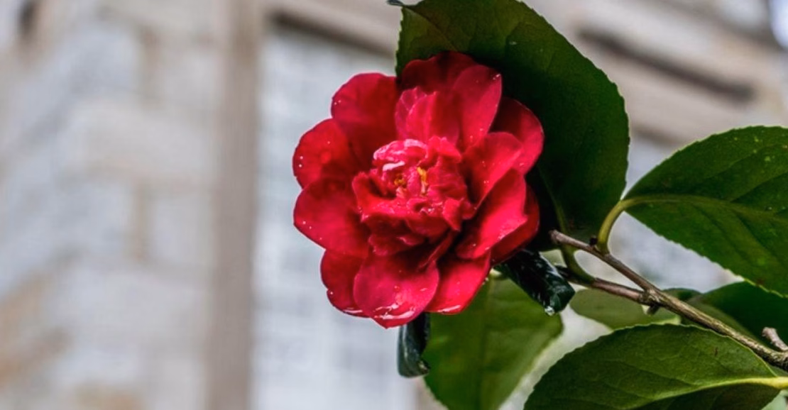 Quand faut-il tailler les rosiers avant l&rsquo;hivernage ?