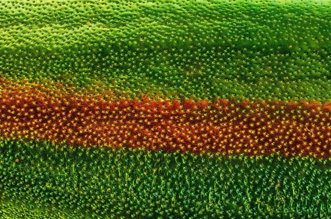 Vert pistache : c&rsquo;est quelle couleur exactement ?